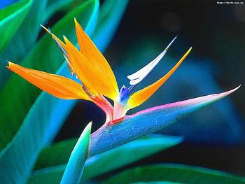 Plants, Flowers HD wallpaper