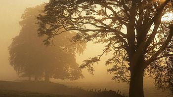 Nature, Trees, Fog, Fence, Haze HD wallpaper