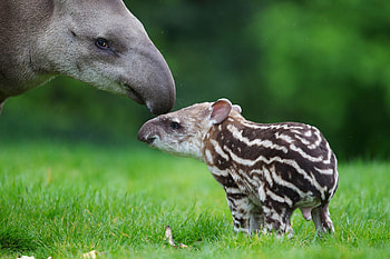 Zoo series, Weird animals, Tapir, Presspack HD wallpaper
