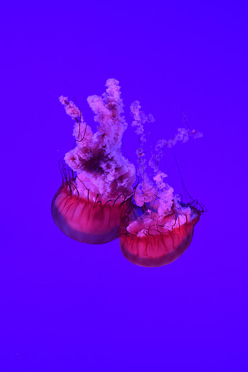 Animals, Sea, Jellyfish, Ocean, Close-Up, Underwater World, Tentacles HD phone wallpaper