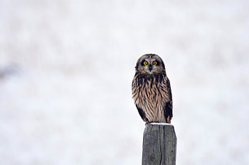 Animals, Owl, Bird, Predator, Sight, Opinion, Stump HD wallpaper