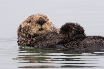 Animals, Wet, To Swim, Swim, Otter, Dirty HD wallpaper