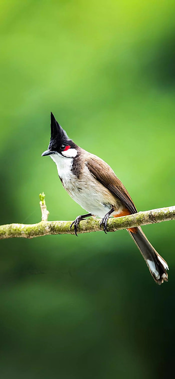 Bird, nature HD phone wallpaper