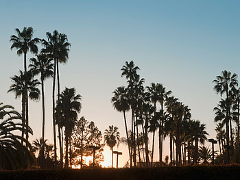 Palm trees, MacBook , Tumblr HD wallpaper