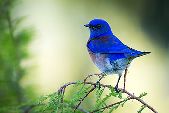 Blue bird, blue, branch, bird, green, pasari HD wallpaper