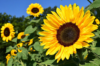 SUNFLOWERS, PETALS, LEAVES, COLORS, STEMS HD wallpaper
