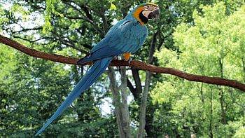 Animals, Parrots, Feather, Branch, Color HD wallpaper