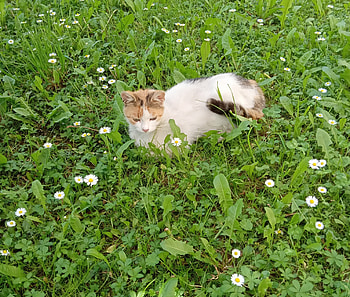 Spring flowers and cat, Lovely, Cats, Grass, Cute HD wallpaper