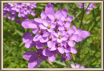 LOVELY FLOWERS, PRETTY, NATURE, FLOWERS HD wallpaper