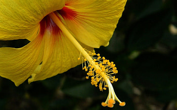 Closeup Yellow Hibiscus, graphy, floral, romance, beauty, wide screen, Hawaii, flower, love, cruise, , hibiscus HD wallpaper