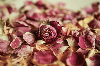 Flowers, Rose Flower, Rose, Petals, Bud, Dry HD wallpaper