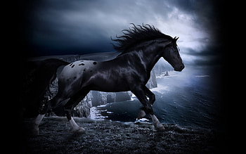 Animals, Horses HD wallpaper