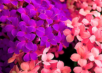 Soon to be - Spring, purple, pink, flowers, spring HD wallpaper