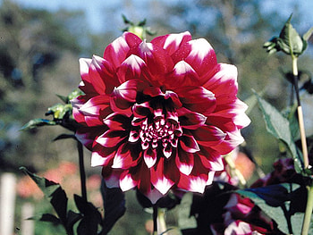 Dahlia Flower, dahlia, beautiful, , flower HD wallpaper
