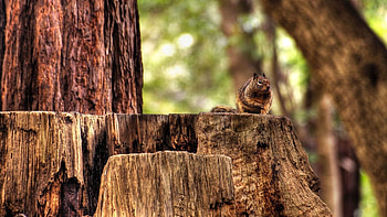 Animals, Squirrel, Sit, Forest, Animal, Hemp HD wallpaper