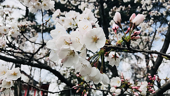Cherry Tree, Flower blossom , , background HD wallpaper