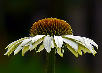 Beautiful Flower, cool, beautiful, , flower HD wallpaper