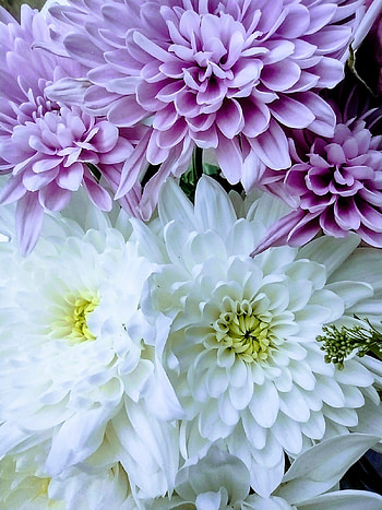 Flowers, girly, pretty, summer HD phone wallpaper