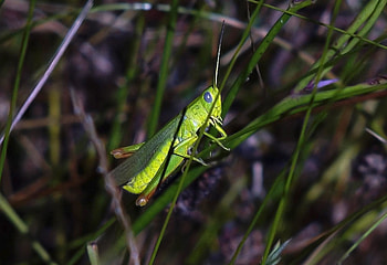 Nature, Wildlife, Animal, Invertebrate HD wallpaper