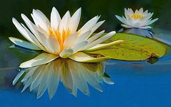 Water Lily, , High-resolution , Stunning visuals HD wallpaper