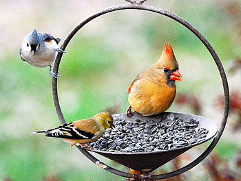 Birds, beautiful HD wallpaper