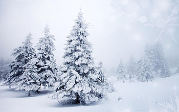 Snow-covered spruce, Winter wonderland, Frosty beauty, Cold season HD wallpaper