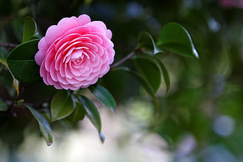 Camellias, Floral wonders, Nature's gift, Blooming beauty HD wallpaper