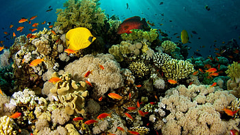 Caribbean reef , Top , Caribbean reef backgrounds HD wallpaper