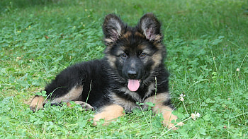 Animals, Grass, Lie, To Lie Down, Dog, Rest, Relaxation, Puppy, Language, Tongue HD wallpaper