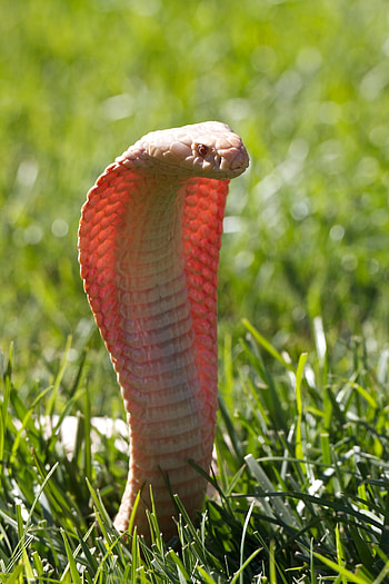 King Cobra facts, Reptile wonder explored, Wildlife graphy, Animal fascination HD phone wallpaper