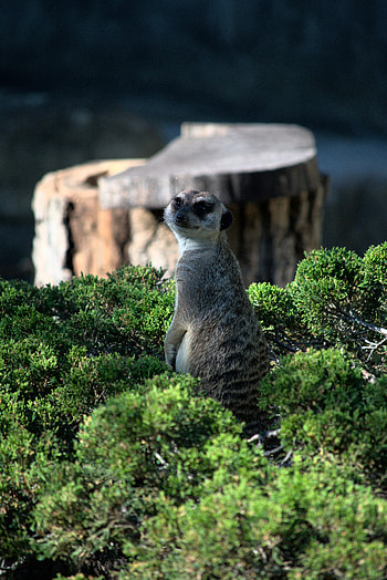 Funny, Animals, Bush, Sight, Opinion, Animal, Meerkat, Surikat HD phone wallpaper