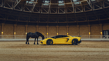 Horse Meets Lamborghini Aventador, lamborghini, lamborghini-aventador, cars, yellow, horse HD wallpaper