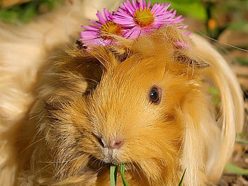 Animals, Guinea Pigs HD wallpaper