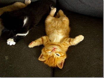 Cats, animal, kitten, cute, cat, feline HD wallpaper