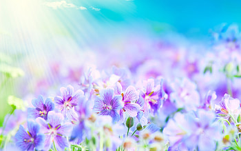 Plants, Flowers, Background HD wallpaper