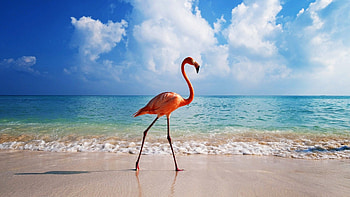 Aruba Island, Flamingo sanctuary, Majestic birds, Vibrant wildlife HD wallpaper
