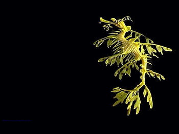 leafy Sea Dragon, animals, sea dragon, dragon, fish, ocean HD wallpaper