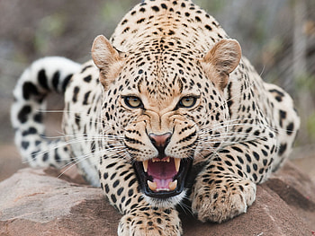 leopard, teeth, , the mouth, snout HD wallpaper