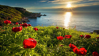 Wild Peonies at the Black Sea, Bulgaria, sky, blossoms, coast, clouds, landscape, sunset HD wallpaper
