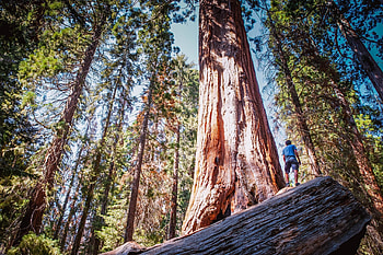 Sequoia National Forest, Redwood tree HD wallpaper