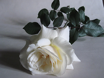Flowers, Leaves, Flower, Rose Flower, Rose, Bud HD wallpaper
