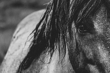 Animals, Bw, Chb, Mane, Horse, Eye HD wallpaper
