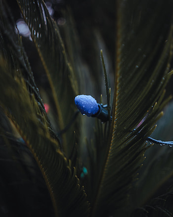 Drops, Miscellanea, Miscellaneous, Branches, Lamp, Garland HD phone wallpaper