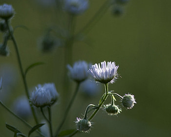 Wild flowers, purple, beautiful, wild, flower HD wallpaper
