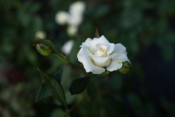 Flowers, Flower, Rose Flower, Rose, Bloom, Flowering, Buds HD wallpaper
