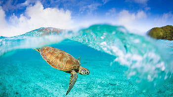 Majestic Sea Turtle : Ocean's Grace in Crystal Clear Waters, Animal, sea turtle HD wallpaper