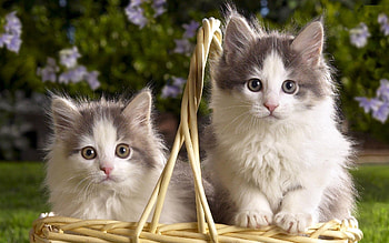 Animals, Fluffy, Couple, Pair, Basket, Kittens HD wallpaper