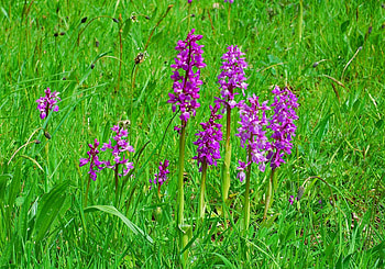Flowers, Bright, Greens, Glade, Polyana HD wallpaper