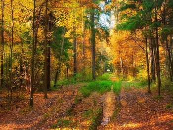 After the autumn rain, wet, leaves, rain, fall, autumn, nature, forest HD wallpaper