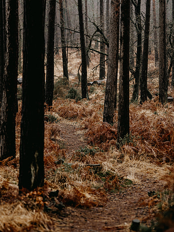 Nature, Trees, Fern, Forest, Path HD phone wallpaper